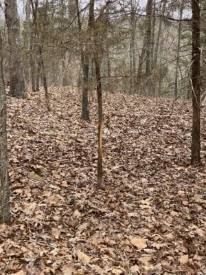 Owner Financed Hunting and Recreational Land in Missouri and Arkansas