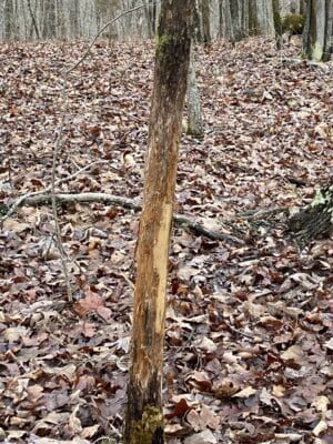 Owner Financed Hunting and Recreational Land in Missouri and Arkansas