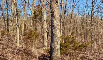 Owner Financed Hunting and Recreational Land in Missouri and Arkansas