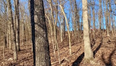 Owner Financed Hunting and Recreational Land in Missouri and Arkansas