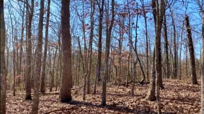 Owner Financed Hunting and Recreational Land in Missouri and Arkansas