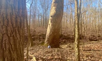 Owner Financed Hunting and Recreational Land in Missouri and Arkansas