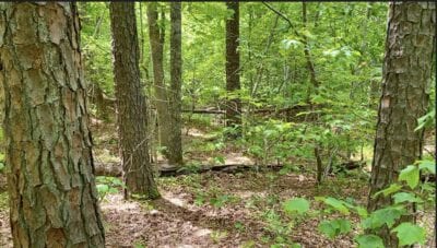 Owner Financed Hunting and Recreational Land in Missouri and Arkansas