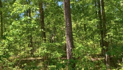 Owner Financed Hunting and Recreational Land in Missouri and Arkansas