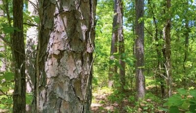 Owner Financed Hunting and Recreational Land in Missouri and Arkansas