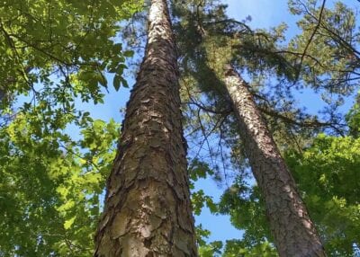 Owner Financed Hunting and Recreational Land in Missouri and Arkansas