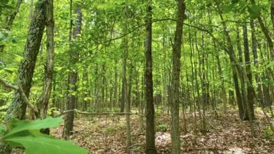 Owner Financed Hunting and Recreational Land in Missouri and Arkansas