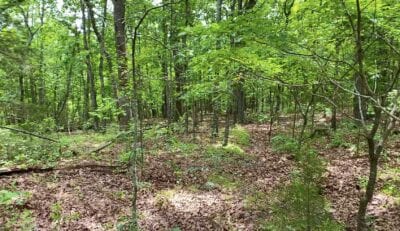 Owner Financed Hunting and Recreational Land in Missouri and Arkansas