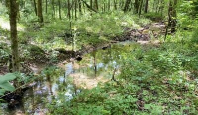 Creek at Panther Hollow