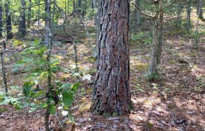 Owner Financed Hunting and Recreational Land in Missouri and Arkansas
