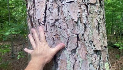 Owner Financed Hunting and Recreational Land in Missouri and Arkansas