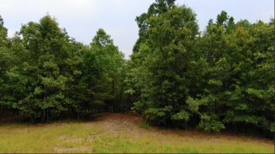 Owner Financed Hunting and Recreational Land in Missouri and Arkansas