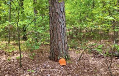 Owner Financed Hunting and Recreational Land in Missouri and Arkansas