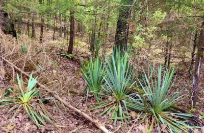 Owner Financed Hunting and Recreational Land in Missouri and Arkansas