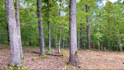 Owner Financed Hunting and Recreational Land in Missouri and Arkansas