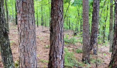 Owner Financed Hunting and Recreational Land in Missouri and Arkansas